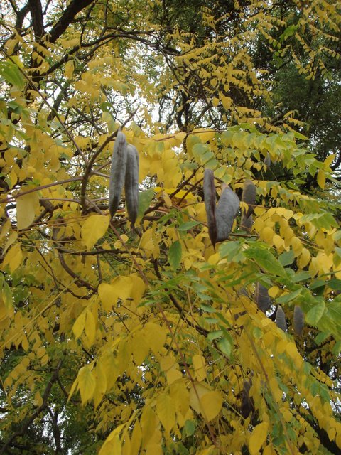 Gymnocladus dioica fruit